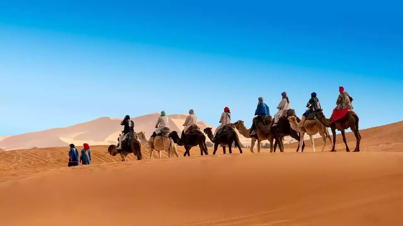 תובנה על מערכת הרבייה המינית של צמחים