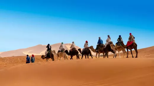 תובנה על מערכת הרבייה המינית של צמחים
